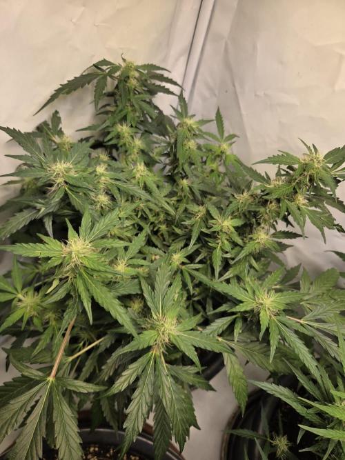 Dr.SkunkyKush: HMKU Auto. Week 10