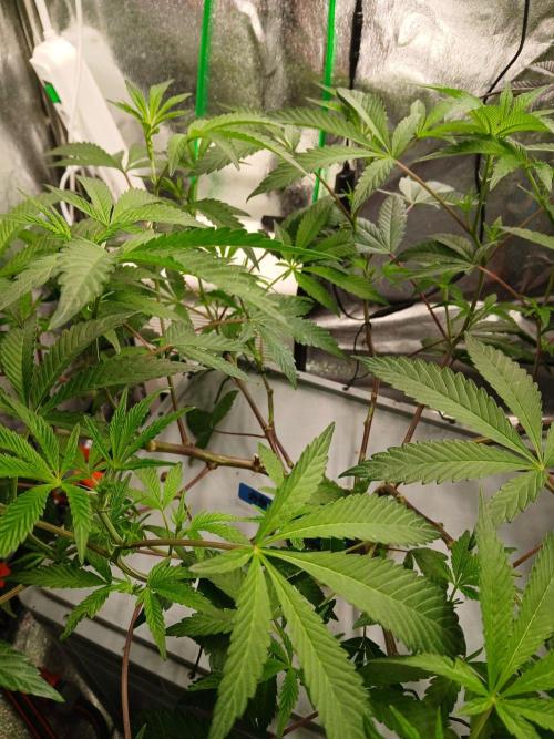 BLSK Gen5 RDWC. Week 11