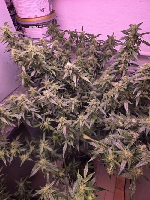 Dr.SkunkyKush: PIEX Auto. Week 13