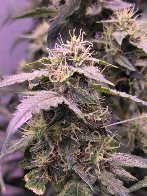 Dr.SkunkyKush: PIEX Auto. Week 13