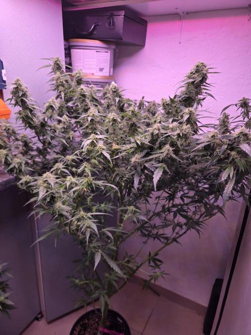 Dr.SkunkyKush: PIEX Auto. Week 13