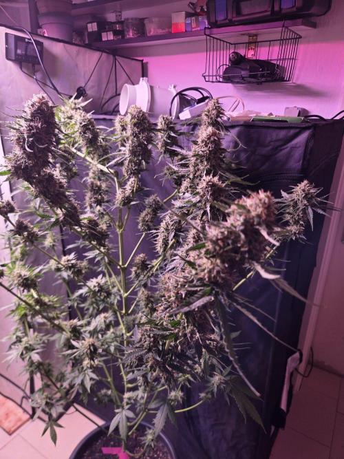 Dr.SkunkyKush: HUBU DopeBois & Sleezy. Week 13