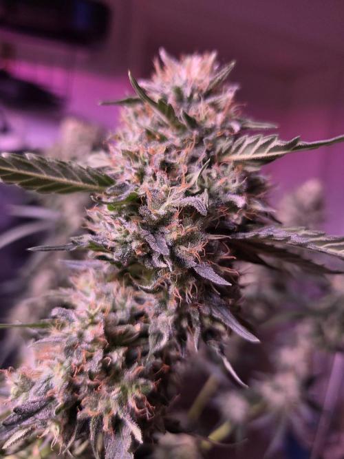 Dr.SkunkyKush: HUBU DopeBois & Sleezy. Week 13