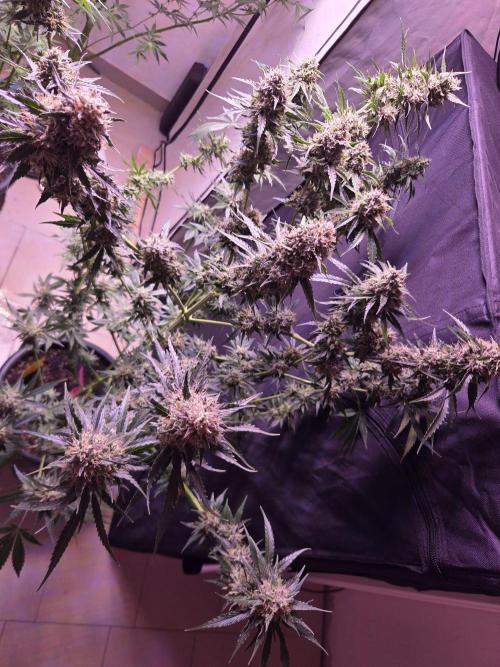 Dr.SkunkyKush: HUBU DopeBois & Sleezy. Week 13