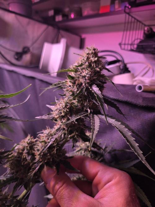 Dr.SkunkyKush: HUBU DopeBois & Sleezy. Week 13