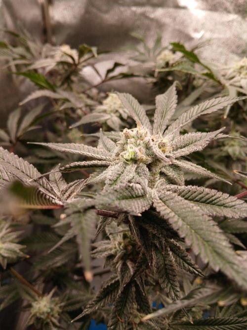 DAIN RDWC TopShelfClones.at Cut#8Cultiva. Week 17