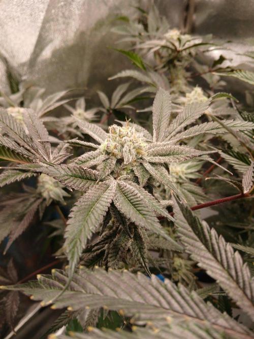 DAIN RDWC TopShelfClones.at Cut#8Cultiva. Week 17
