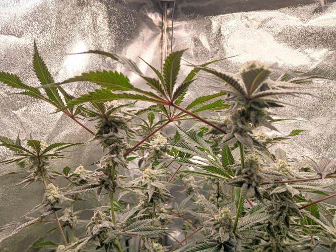 DAIN RDWC TopShelfClones.at Cut#8Cultiva. Week 17