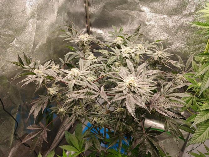 DAIN RDWC TopShelfClones.at Cut#8Cultiva. Week 17