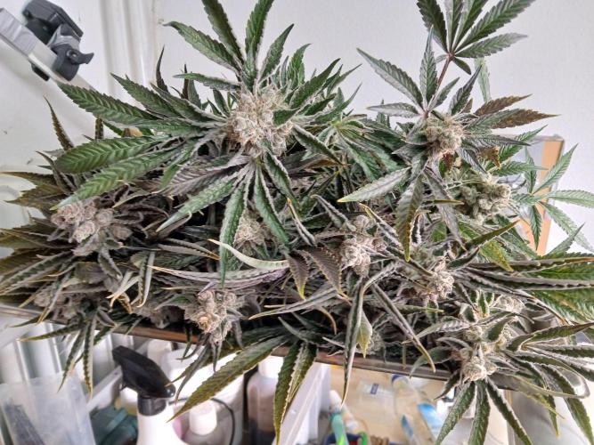 PLOT RDWC. Week 18