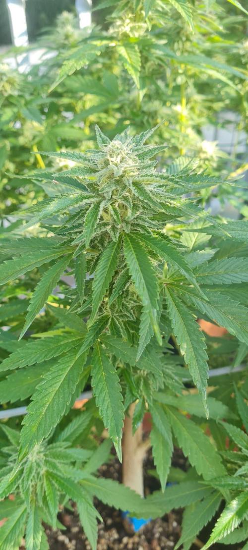 Gorilla Cookies. Week 21