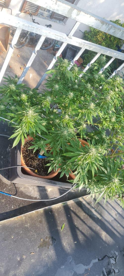 LoisenFarm: GOCO Outdoor (Findling). Week 21