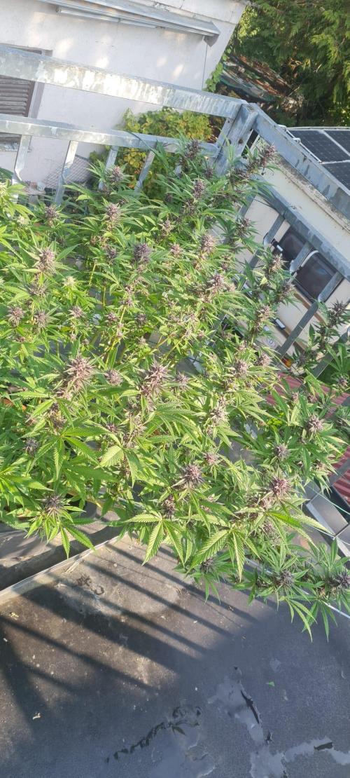 LoisenFarm: TRCH OSS OUTDOOR. Week 23