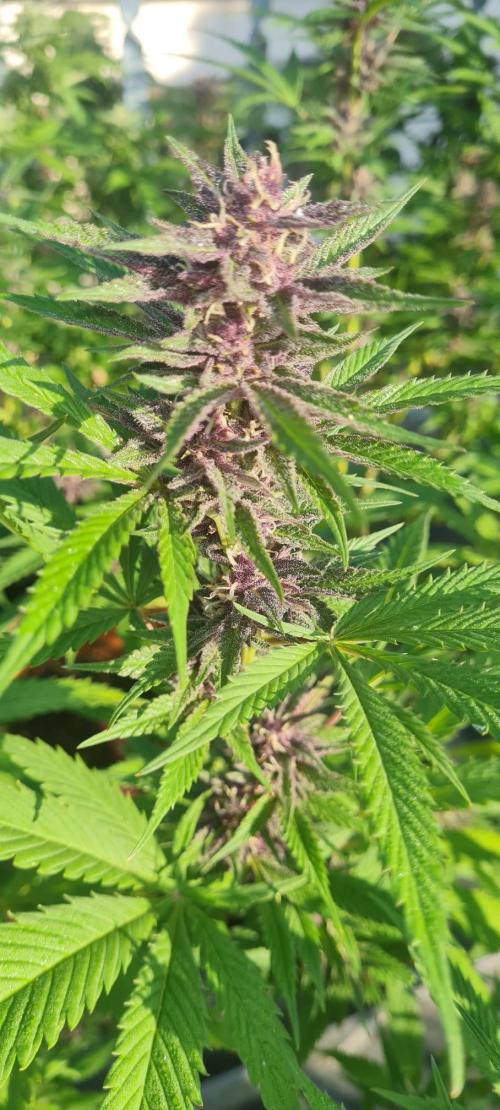LoisenFarm: TRCH OSS OUTDOOR. Week 23