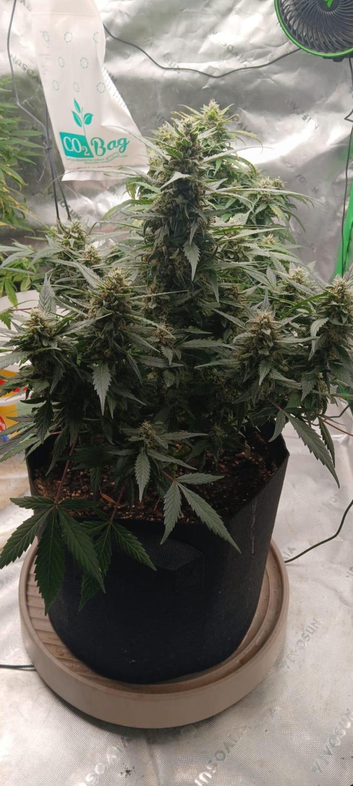 Dr.HanfDampf: SLEH Auto Seedsupplier. Week 12