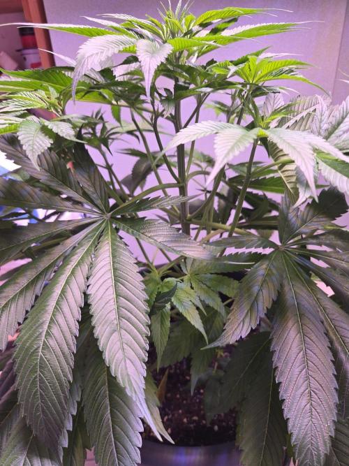 Dr.SkunkyKush: JAHE. Week 7