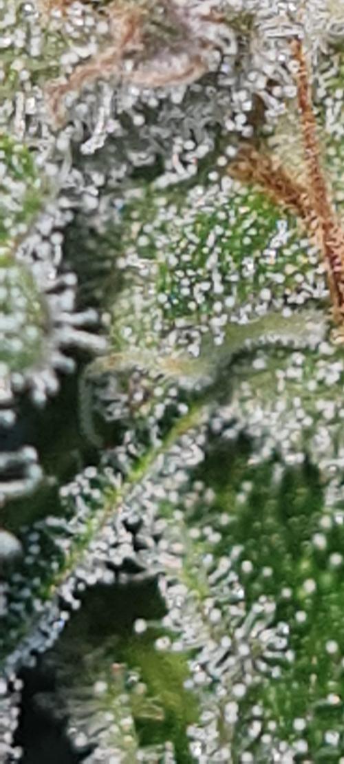 LoisenFarm: GOCO Outdoor (Findling). Week 22