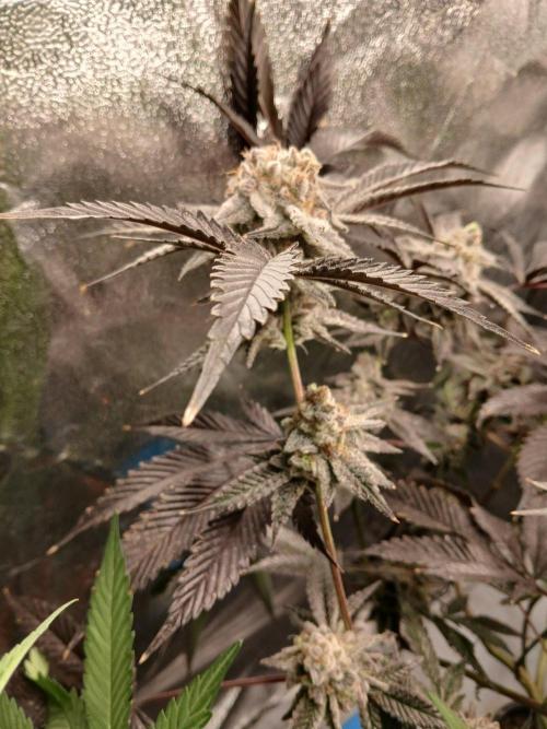 DAIN RDWC TopShelfClones.at Cut#8Cultiva. Week 18