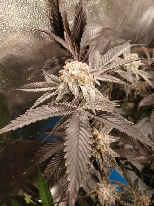 DAIN RDWC TopShelfClones.at Cut#8Cultiva. Week 18
