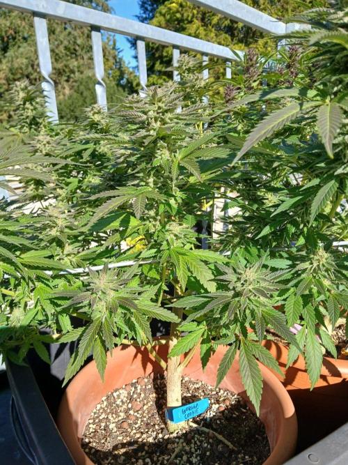 LoisenFarm: GOCO Outdoor (Findling). Week 22