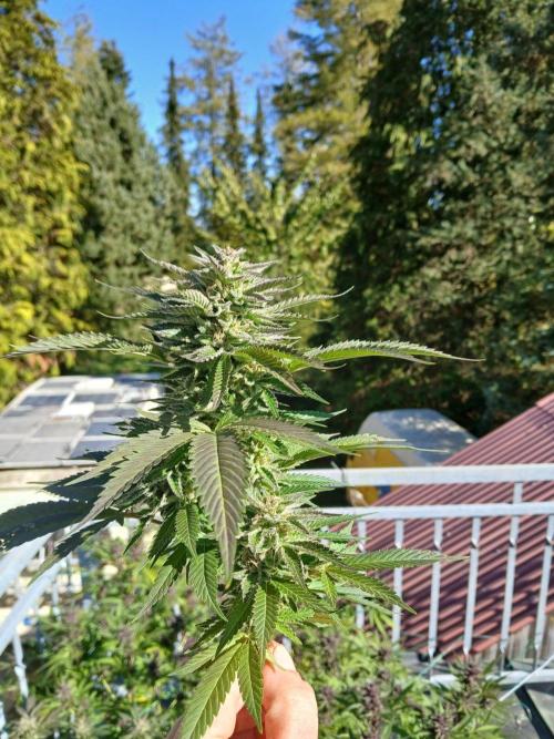 LoisenFarm: GOCO Outdoor (Findling). Week 22