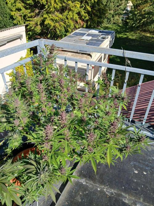 LoisenFarm: TRCH OSS OUTDOOR. Week 24