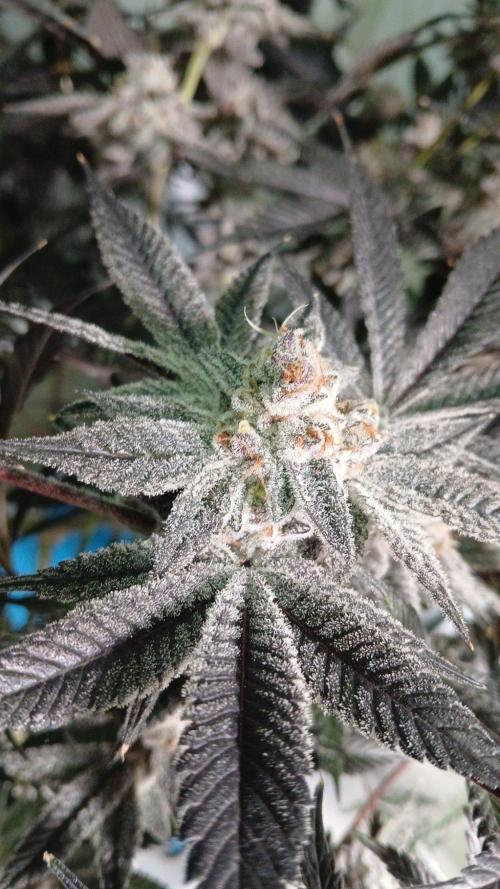 DAIN RDWC TopShelfClones.at Cut#8Cultiva. Week 19