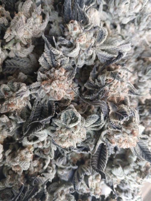 DAIN RDWC TopShelfClones.at Cut#8Cultiva. Week 19