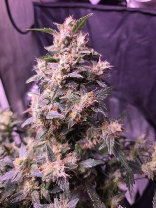 Dr.SkunkyKush: HMKU Auto. Week 11