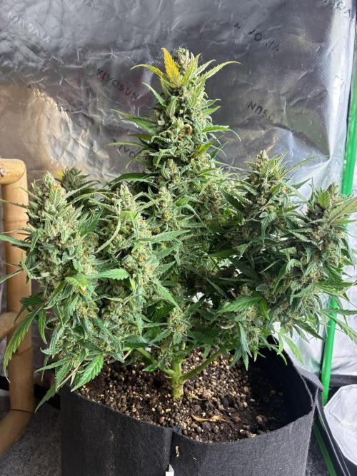 Dr.HanfDampf: SLEH Auto Seedsupplier. Week 14