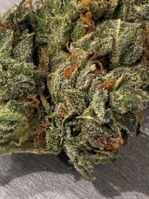 Dr.HanfDampf: SLEH Auto Seedsupplier. Week 15