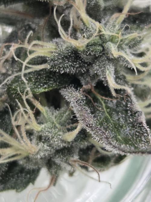 Dr.SkunkyKush: HUBU DopeBois & Sleezy. Week 15