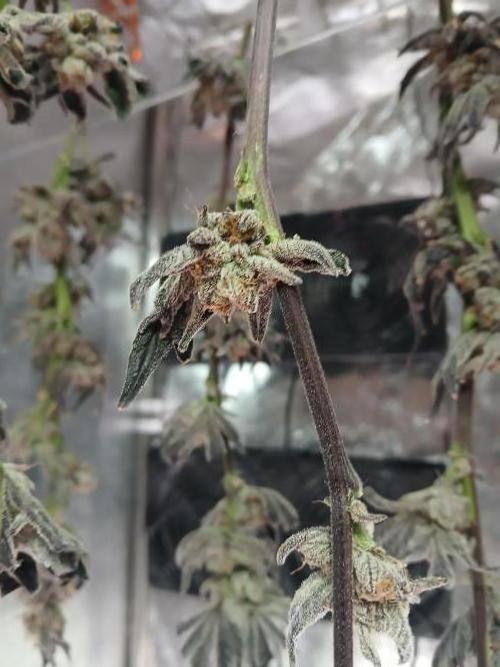 BLSK Gen1 RDWC 10w. Week 19