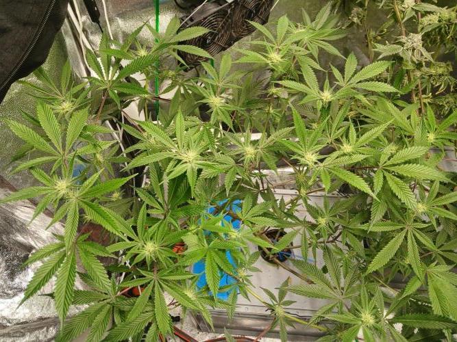 DAIN RDWC TopShelfClones.at Cut#8Cultiva. Week 13