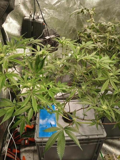 DAIN RDWC TopShelfClones.at Cut#8Cultiva. Week 13