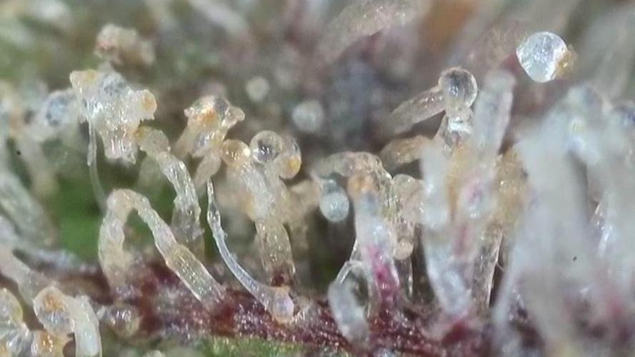 MOFI Gen1 RDWC. Week 21