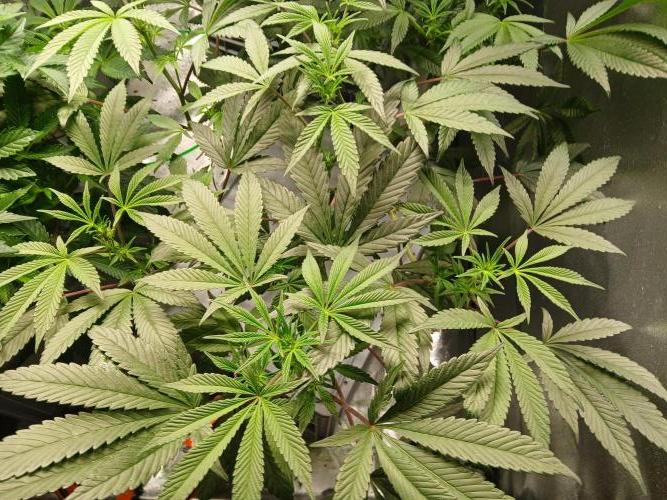 BLSK Gen1 RDWC 10w. Week 13