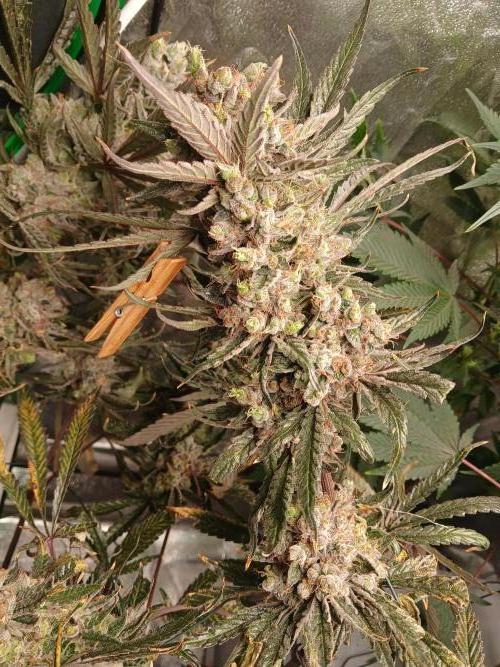 LECG #1 Gen1 RDWC. Week 14