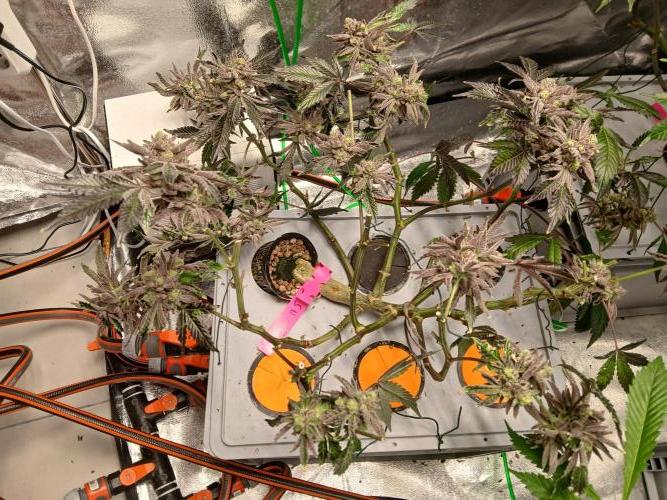SUPE Gen1 RDWC 10w. Week 19