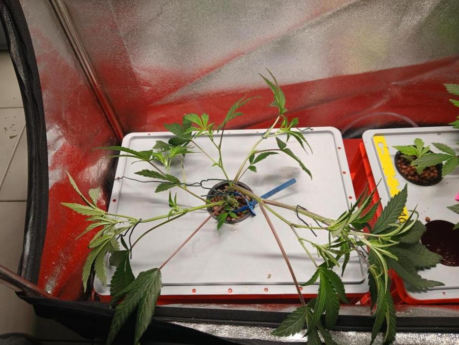 BLSK Gen1 RDWC 10w. Week 9