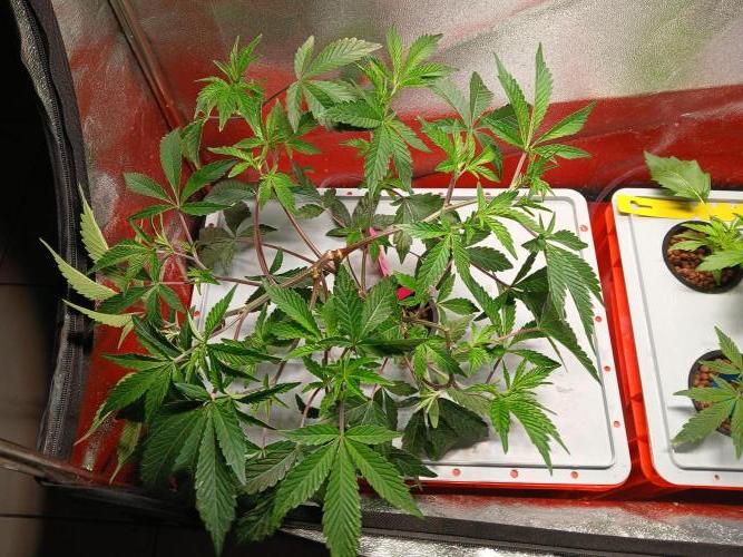 SUPE Gen1 RDWC 11w. Week 9