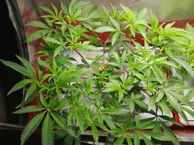 SUPE Gen1 RDWC 11w. Week 10