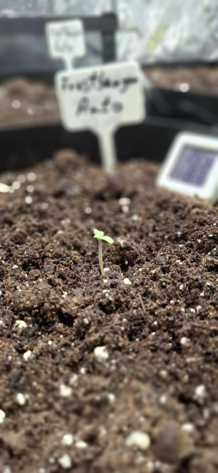 Frostbanger Test 1. Week 0 - So fleißig die junge Dame. 