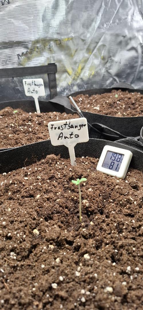 Frostbanger Test 1. Week 1 - Anfang Woche eins