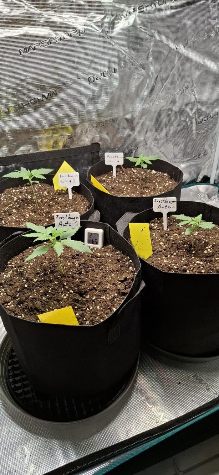 Frostbanger Test 1. Week 2