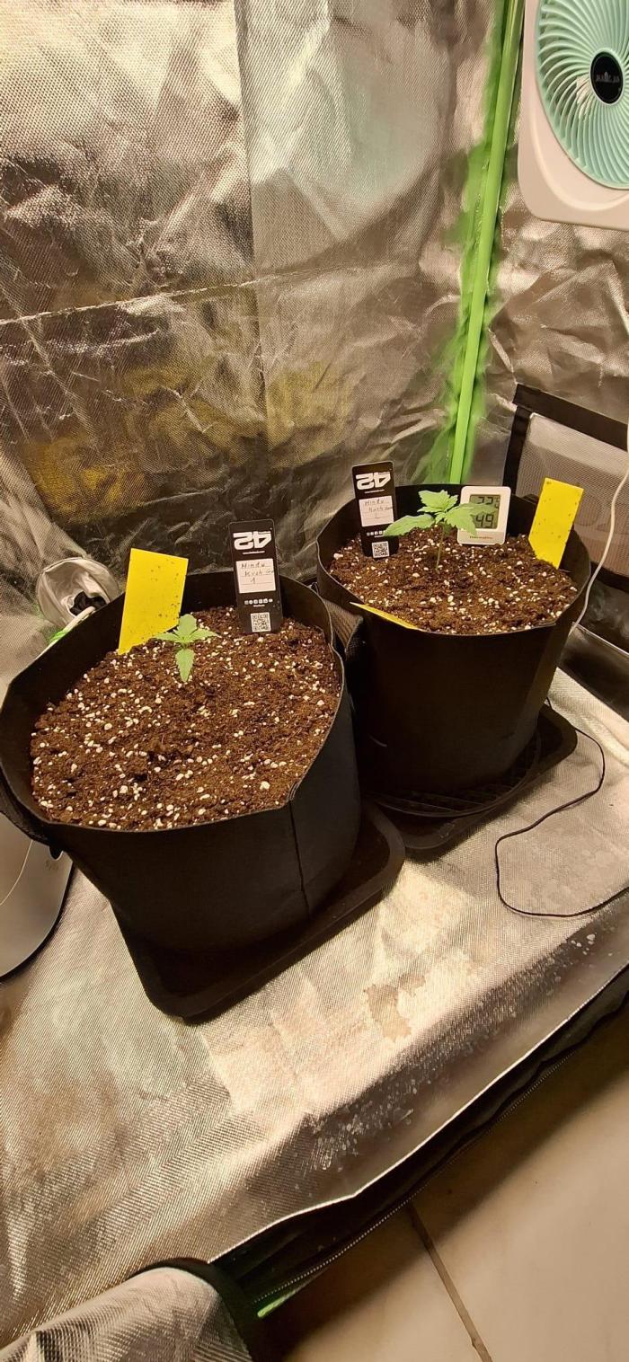 Hindu Kush fem. Test 2. Week 2