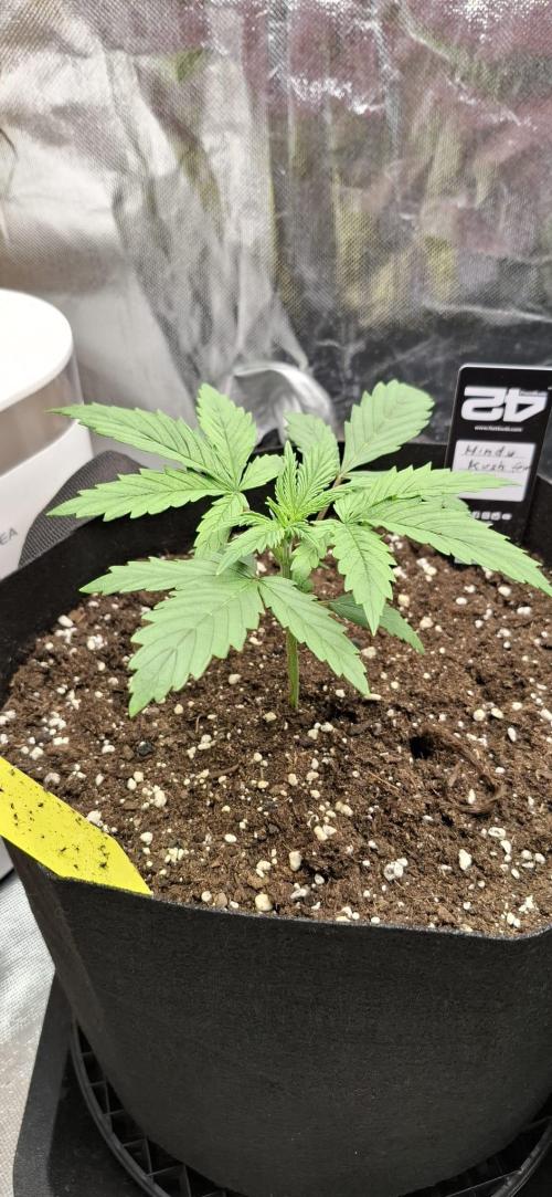 Hindu Kush fem. Test 2. Week 3 - Pflanze 1