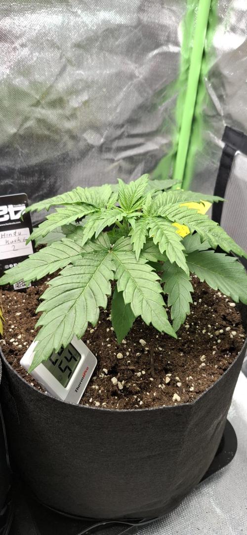 Hindu Kush fem. Test 2. Week 3 - Pflanze 2