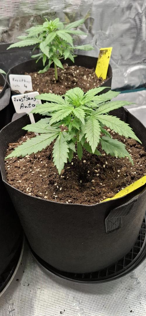 Frostbanger Test 1. Week 3 - Nr. 2