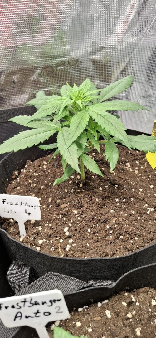 Frostbanger Test 1. Week 3 - Nr. 4